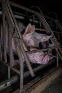 Sows in sow stalls - Captured at Markanda Piggery, Wyuna East VIC Australia.