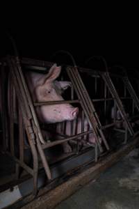 Sows in sow stalls - Captured at Markanda Piggery, Wyuna East VIC Australia.