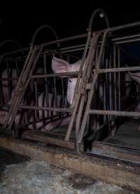 Sows in sow stalls - Captured at Markanda Piggery, Wyuna East VIC Australia.