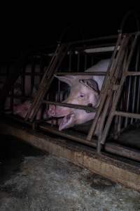 Sows in sow stalls - Captured at Markanda Piggery, Wyuna East VIC Australia.