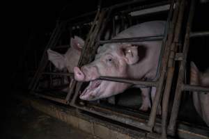 Sows in sow stalls - Captured at Markanda Piggery, Wyuna East VIC Australia.