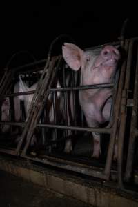 Sows in sow stalls - Captured at Markanda Piggery, Wyuna East VIC Australia.