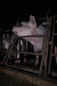 Sows in sow stalls - Captured at Markanda Piggery, Wyuna East VIC Australia.