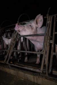 Sows in sow stalls - Captured at Markanda Piggery, Wyuna East VIC Australia.