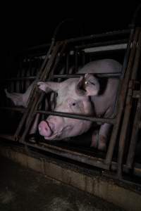 Sows in sow stalls - Captured at Markanda Piggery, Wyuna East VIC Australia.