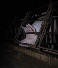 Sows in sow stalls - Captured at Markanda Piggery, Wyuna East VIC Australia.