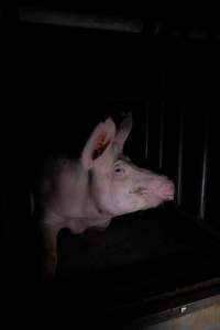 Sow in sow stall - Captured at Markanda Piggery, Wyuna East VIC Australia.