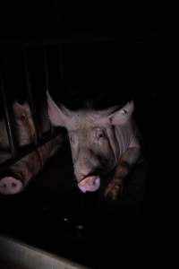 Sows in sow stalls - Captured at Markanda Piggery, Wyuna East VIC Australia.