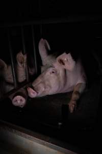 Sows in sow stalls - Captured at Markanda Piggery, Wyuna East VIC Australia.