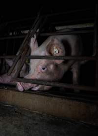 Sows in sow stalls - Captured at Markanda Piggery, Wyuna East VIC Australia.