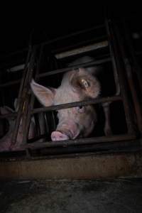 Sows in sow stalls - Captured at Markanda Piggery, Wyuna East VIC Australia.