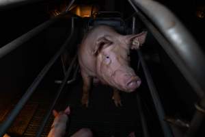 Sow in farrowing crate with piglets - Captured at Midland Bacon, Carag Carag VIC Australia.