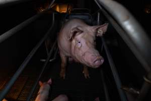 Sow in farrowing crate with piglets - Captured at Midland Bacon, Carag Carag VIC Australia.