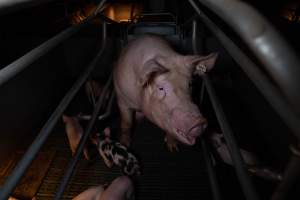 Sow in farrowing crate with piglets - Captured at Midland Bacon, Carag Carag VIC Australia.