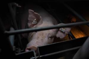 Sow in farrowing crate - Captured at Midland Bacon, Carag Carag VIC Australia.