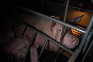 Sow in farrowing crate with piglets - Captured at Midland Bacon, Carag Carag VIC Australia.