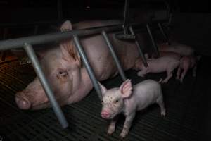 Sow in farrowing crate with piglets - Captured at Midland Bacon, Carag Carag VIC Australia.