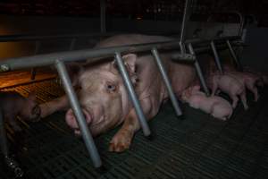 Sow in farrowing crate with piglets - Captured at Midland Bacon, Carag Carag VIC Australia.