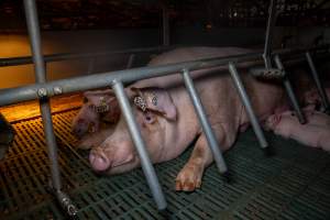 Sow in farrowing crate with piglets - Captured at Midland Bacon, Carag Carag VIC Australia.