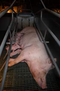 Sow in farrowing crate with piglets - Captured at Midland Bacon, Carag Carag VIC Australia.