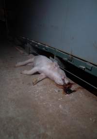 Dead piglet in front of farrowing crate - Captured at Midland Bacon, Carag Carag VIC Australia.