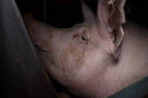 Sow in farrowing crate - Captured at Midland Bacon, Carag Carag VIC Australia.