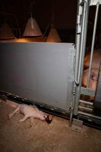 Dead piglet in front of farrowing crate - Captured at Midland Bacon, Carag Carag VIC Australia.