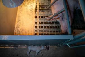 Dead piglet in front of farrowing crate - Captured at Midland Bacon, Carag Carag VIC Australia.