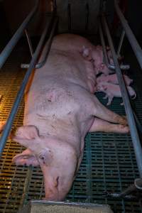 Sow in farrowing crate with piglets - Captured at Midland Bacon, Carag Carag VIC Australia.