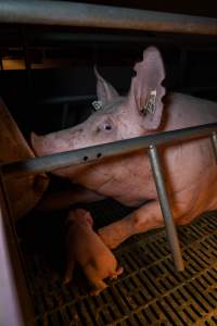 Sow in farrowing crate with piglets - Captured at Midland Bacon, Carag Carag VIC Australia.