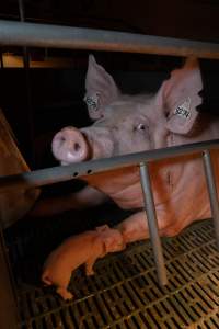 Sow in farrowing crate with piglets - Captured at Midland Bacon, Carag Carag VIC Australia.