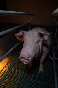 Sow in farrowing crate - Captured at Midland Bacon, Carag Carag VIC Australia.