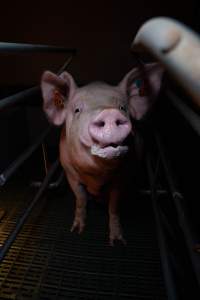 Sow in farrowing crate - Captured at Midland Bacon, Carag Carag VIC Australia.