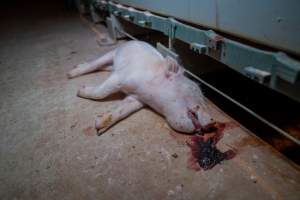 Dead piglet in front of farrowing crate - Captured at Midland Bacon, Carag Carag VIC Australia.