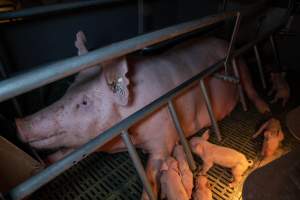 Sow in farrowing crate with piglets - Captured at Midland Bacon, Carag Carag VIC Australia.