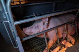 Sow in farrowing crate with piglets - Captured at Midland Bacon, Carag Carag VIC Australia.