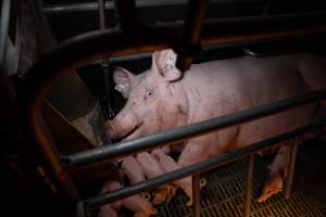 Sow in farrowing crate with piglets - Captured at Midland Bacon, Carag Carag VIC Australia.