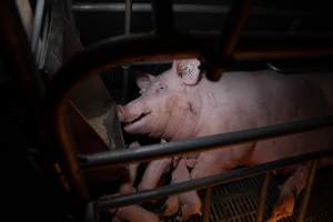 Sow in farrowing crate with piglets - Captured at Midland Bacon, Carag Carag VIC Australia.