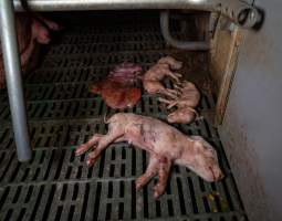 Dead piglets in farrowing crate - Captured at Midland Bacon, Carag Carag VIC Australia.