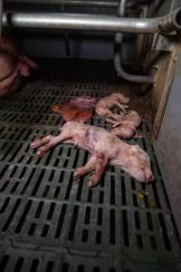 Dead piglets in farrowing crate - Captured at Midland Bacon, Carag Carag VIC Australia.