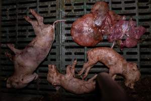 Dead piglets in farrowing crate - Captured at Midland Bacon, Carag Carag VIC Australia.