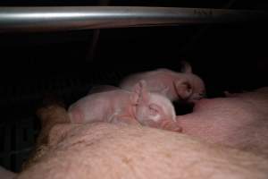 Sow in farrowing crate with piglets - Captured at Midland Bacon, Carag Carag VIC Australia.