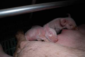 Sow in farrowing crate with piglets - Captured at Midland Bacon, Carag Carag VIC Australia.