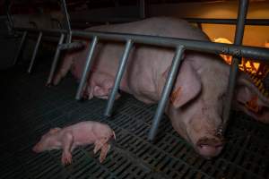 Sow in farrowing crate with piglets - Captured at Midland Bacon, Carag Carag VIC Australia.