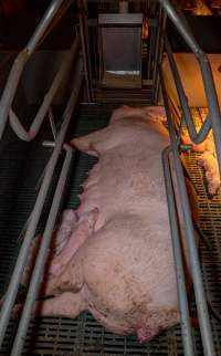 Sow in farrowing crate with piglets - Captured at Midland Bacon, Carag Carag VIC Australia.