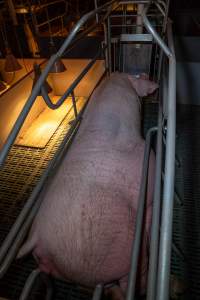 Sow in farrowing crate - Captured at Midland Bacon, Carag Carag VIC Australia.