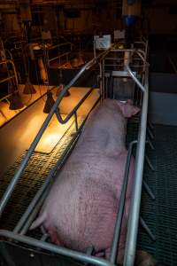 Sow in farrowing crate - Captured at Midland Bacon, Carag Carag VIC Australia.