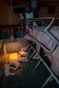 Sow in farrowing crate with piglets - Captured at Midland Bacon, Carag Carag VIC Australia.