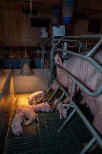 Sow in farrowing crate with piglets - Captured at Midland Bacon, Carag Carag VIC Australia.