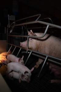 Sow in farrowing crate with piglets - Captured at Midland Bacon, Carag Carag VIC Australia.